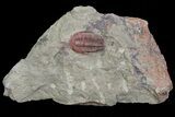 Red, Ordovician Trilobite (Euloma) - Zagora, Morocco #81286-2
